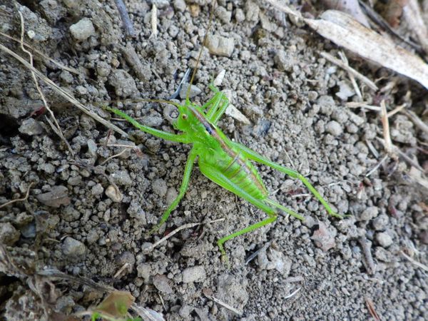 キリギリスの幼虫です 綺麗な緑色 産 愛おしき生き物たち のアルバム みんなの趣味の園芸