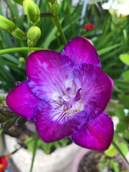 4 13 フリージア赤紫まだら なか フリージア のアルバム みんなの趣味の園芸