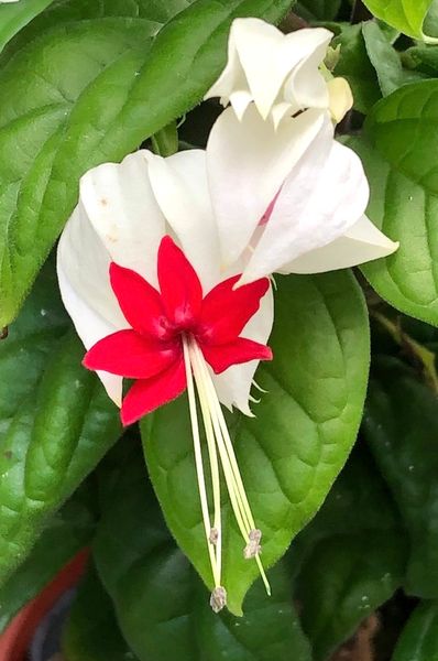 ベンケイカズラ 今朝の花です3 のアルバム みんなの趣味の園芸 Id