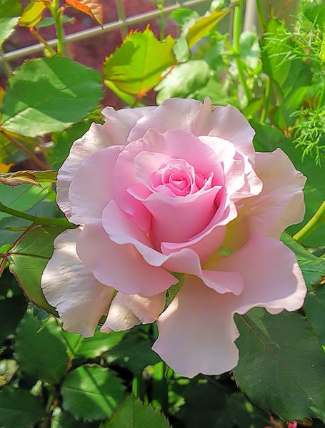 ニューウェーブの一番花 てんこの庭のバラ 春 のアルバム みんなの趣味の園芸 Id