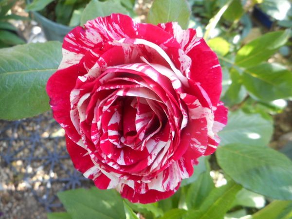 5月13日 センチメンタル ２０２０年度の薔薇 のアルバム みんなの趣味の園芸 Id