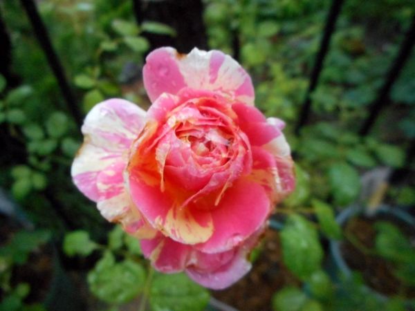 7月4日 クロード モネ ２０２０年度の薔薇 のアルバム みんなの趣味の園芸 Id