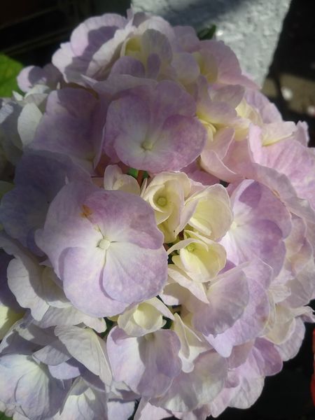 ゼブラフラミンゴ どアップです 紫陽花大好き のアルバム みんなの趣味の園芸 Id