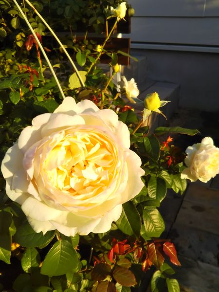 ボレロ 秋らしく大きく香り高く咲いて 白バラ のアルバム みんなの趣味の園芸 Id
