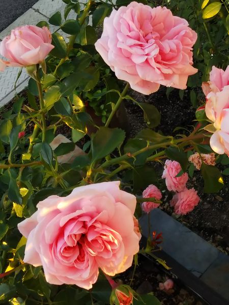 ホームアンドガーデン 花持ちは良いで 桃バラ のアルバム みんなの趣味の園芸
