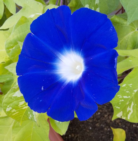 綺麗なブルーです 我が家の庭の花や植物 のアルバム みんなの趣味の園芸