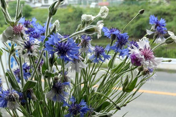 矢車草 夏の花 のアルバム みんなの趣味の園芸
