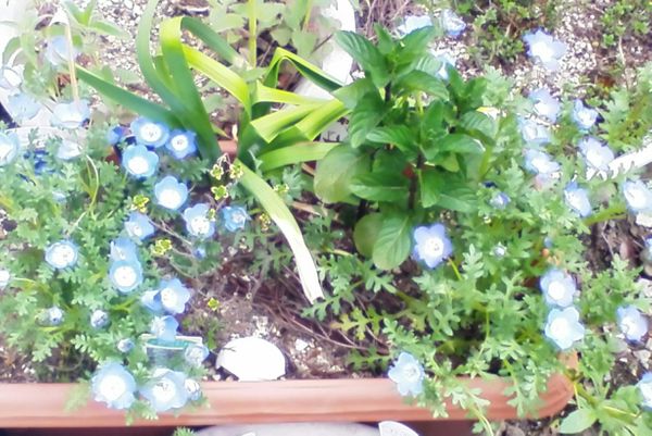 イエルハブエナの寄せ植え 5月16日 ２０２０ ハーブの写真 のアルバム みんなの趣味の園芸 Id