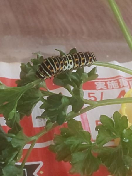 パセリっ子 キアゲハの幼虫 昨日脱皮した 虫めずる のアルバム みんなの趣味の園芸