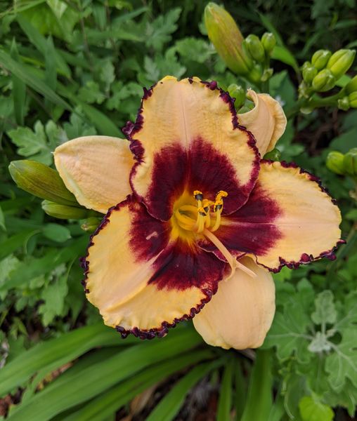 ヘメロカリス 品種はわからなくなりま 自宅の庭の花 のアルバム みんなの趣味の園芸 Id