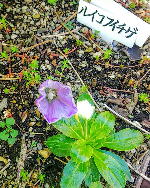 可愛い紫の花 函館 山野草の庭 のアルバム みんなの趣味の園芸 Id