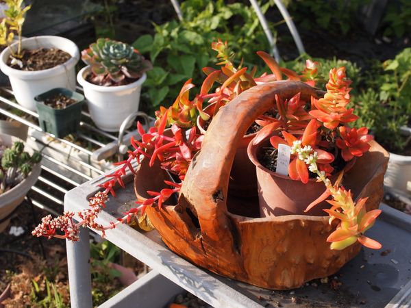 火祭りと紅葉祭り 爺の多肉植物 のアルバム みんなの趣味の園芸