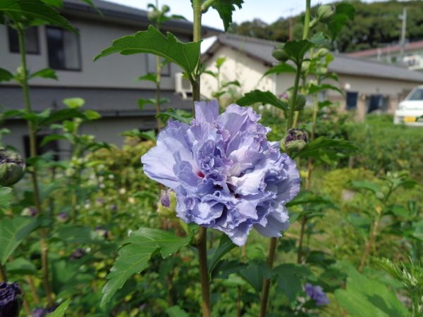 八重咲きのムクゲ 紫玉 です 7月12 私のお気に入り のアルバム みんなの趣味の園芸 Id