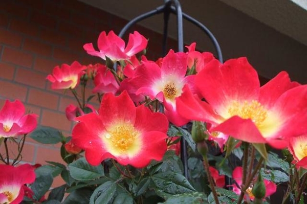 カクテルのオベリスクで鉢植えです 玄 ｍｙ ｇａｒｄｅｎｎ つるバラの家 のアルバム みんなの趣味の園芸 Id
