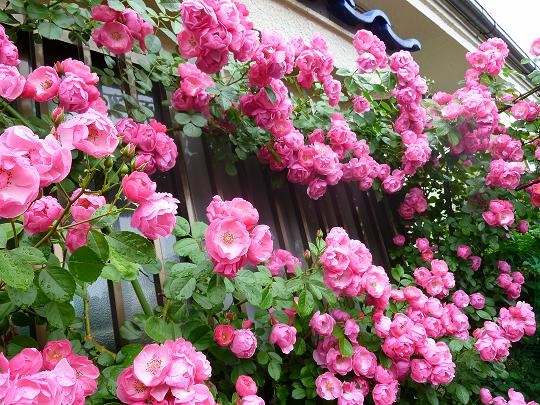 ツルバラのアンジェラをキッチンから見 ｍｙ ｇａｒｄｅｎｎ つるバラの家 のアルバム みんなの趣味の園芸