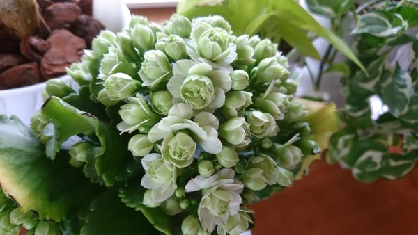 カランコエ クイーンローズ 花色が白に おうち時間 のアルバム みんなの趣味の園芸 Id