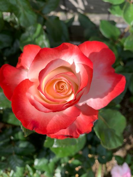 ノスタルジー 咲く 薔薇の香りも楽しんでます のアルバム みんなの趣味の園芸 Id