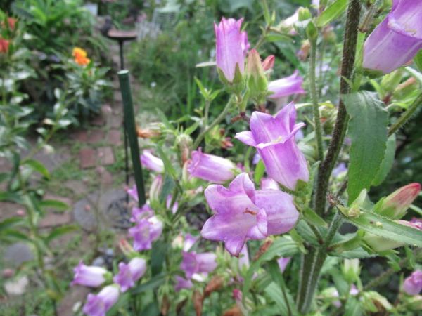 カンパニュラ メディウム ３番花 年 6月の庭 のアルバム みんなの趣味の園芸 Id