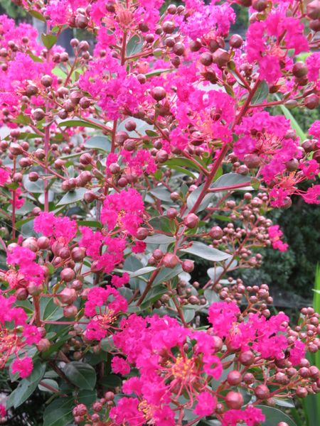 サルスベリが今年も鮮やかな色で咲いて 年 夏 庭の花 のアルバム みんなの趣味の園芸 Id