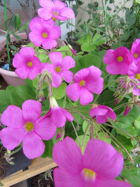 ピンクのオキザリス 可愛い花がたくさ 鉢花 6月 9月 のアルバム みんなの趣味の園芸