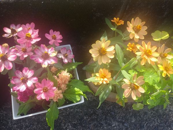 ジニア寄せ植え 夏の元気な花 のアルバム みんなの趣味の園芸 Id