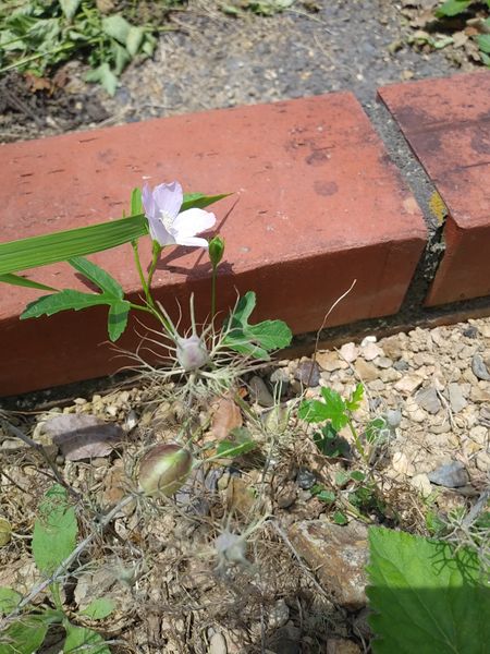 種まきハイビスカス ロバツスです 離 夏の元気な花 のアルバム みんなの趣味の園芸 Id