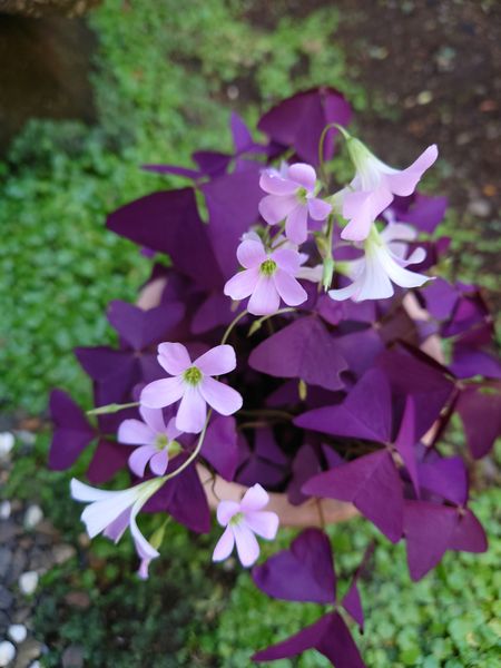 紫色の葉が素敵なオキザリス 実家よりわ ガーデニング のアルバム みんなの趣味の園芸 Id