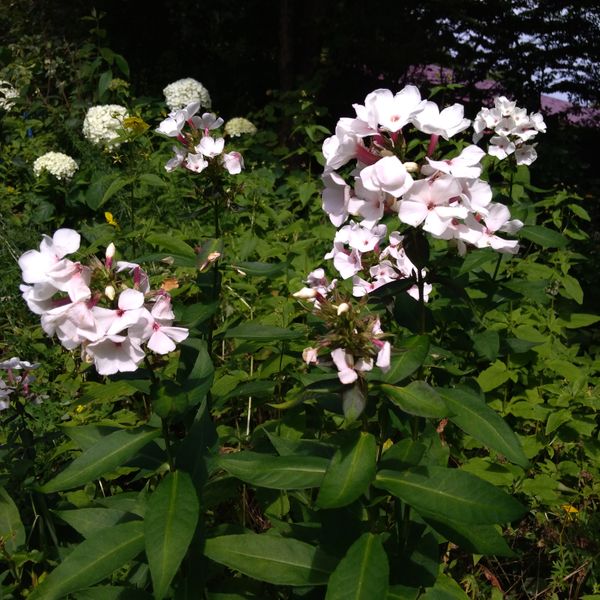 フロックス パニキュラータ フジヤマ お山のガーデン のアルバム みんなの趣味の園芸 Id