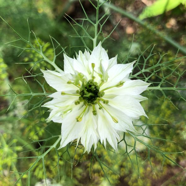 ニゲラ 種まきの一年草 また来年用に 庭の記録 のアルバム みんなの趣味の園芸