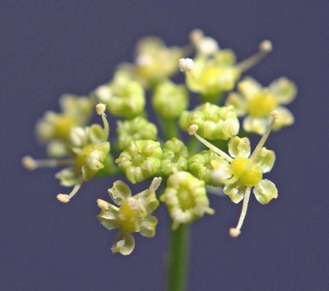 イタリアンパセリの小さな花です 花の接写 のアルバム みんなの趣味の園芸 Id