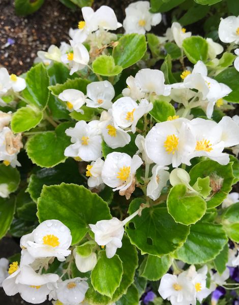 ベゴニア 白 庭の花たち のアルバム みんなの趣味の園芸 Id