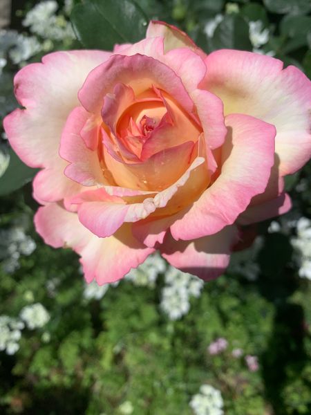 ペッシュボンボン My Garden Rose のアルバム みんなの趣味の園芸