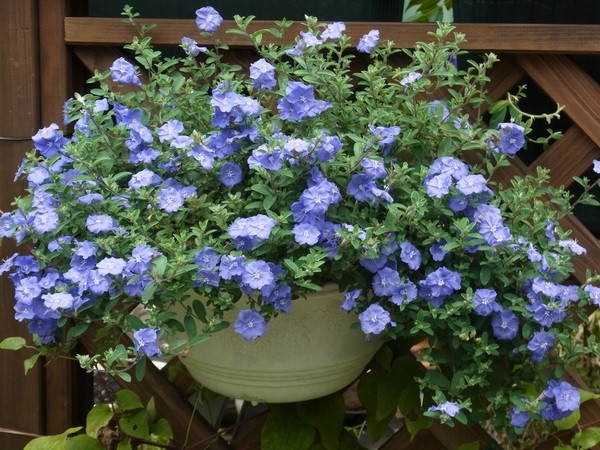 エボルブルス アメリカンブルー ブル 夏の花 のアルバム みんなの趣味の園芸 Id