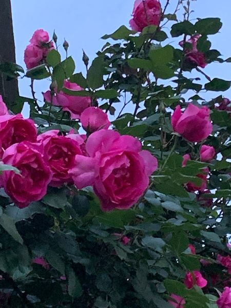 ツル薔薇パレード 毎年良く咲いてくれて 庭の花たち のアルバム みんなの趣味の園芸