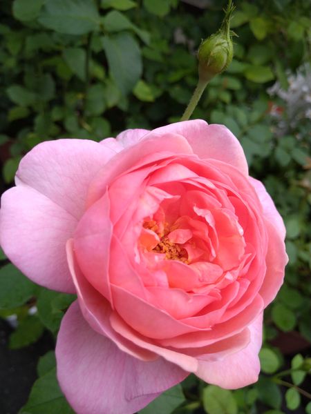 バラ ボスコベル 二番花が咲きだして のアルバム みんなの趣味の園芸 Id