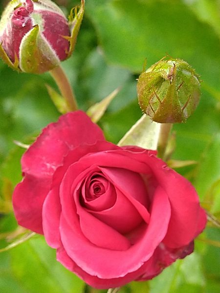 バラ 品種不明の赤バラ のアルバム みんなの趣味の園芸 Id