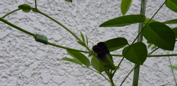 7 31 蝶豆の蕾 3cm もしや 今夜 バタフライピー 蝶豆 を育てています のアルバム みんなの趣味の園芸 Id