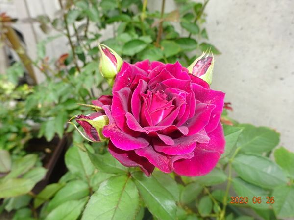 ライラという木立性の薔薇です 数年前 薔薇の二番花が咲き始めました のアルバム みんなの趣味の園芸
