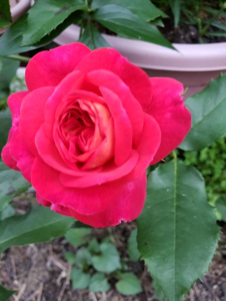 ミッドサマー 希望のような色合い でも 珍しい薔薇 のアルバム みんなの趣味の園芸 Id