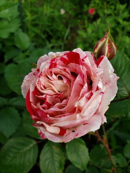 センチメンタル 薔薇 のアルバム みんなの趣味の園芸 Id