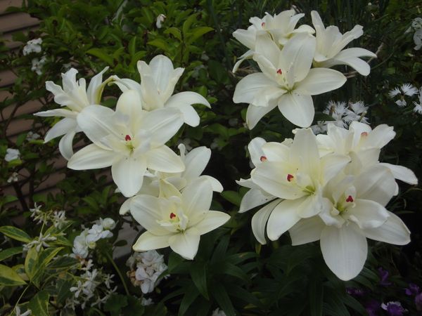 白八重のスカシユリです あまり大きく 庭の植物一覧 のアルバム みんなの趣味の園芸 Id