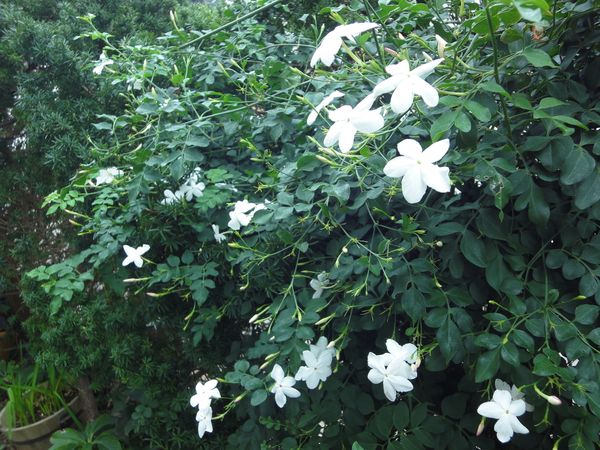 ジャスミン ホワイトプリンセスです 庭の植物一覧 のアルバム みんなの趣味の園芸 Id