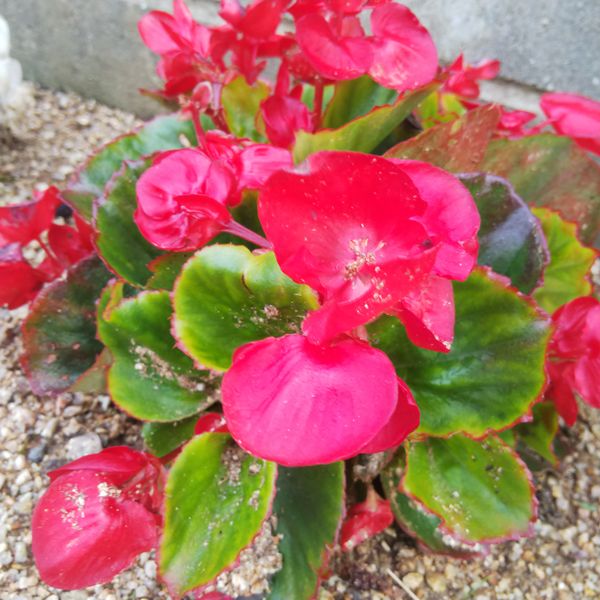 お気に入りの 赤いベゴニア 夏の花壇 のアルバム みんなの趣味の園芸