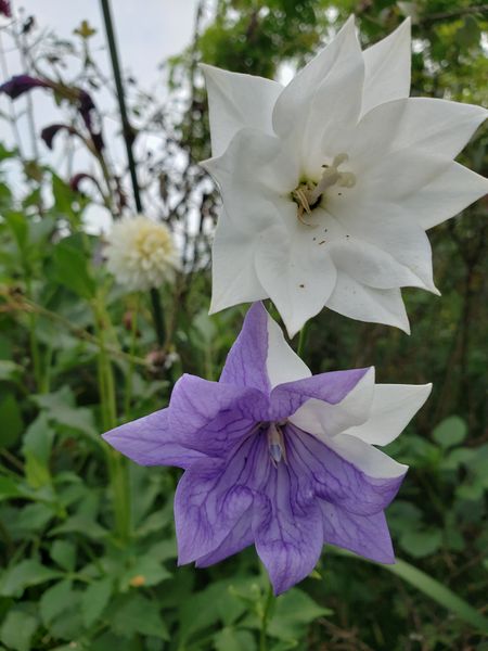 紫と白の桔梗 ２０２０初夏の花 のアルバム みんなの趣味の園芸 Id