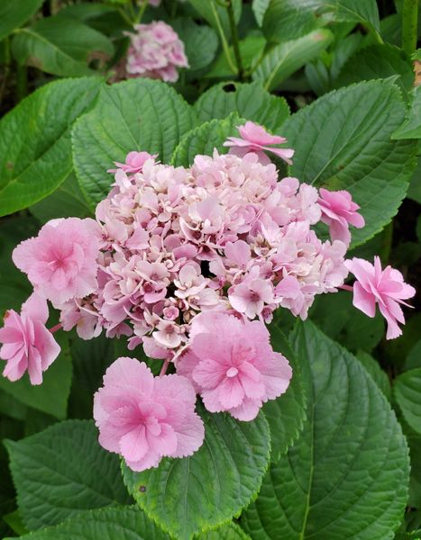 紫陽花 かわいいね 念願の紫陽花パフェ 6 25 のアルバム みんなの趣味の園芸 Id