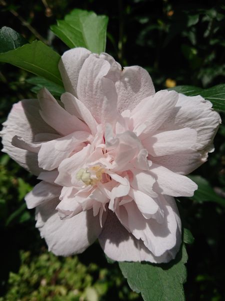 ムクゲ 八重咲き 白に近いピンク 花 ムータロウガーデン365days のアルバム みんなの趣味の園芸 Id