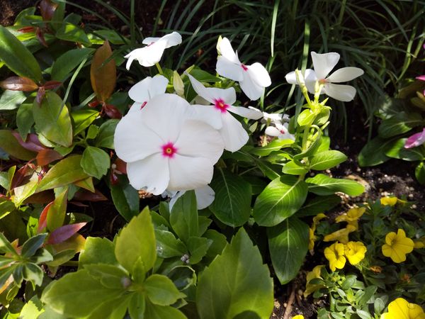 ６月２９日 岐阜からやってきた 白い日々草 ガーデニング初心者の庭 O のアルバム みんなの趣味の園芸 Id