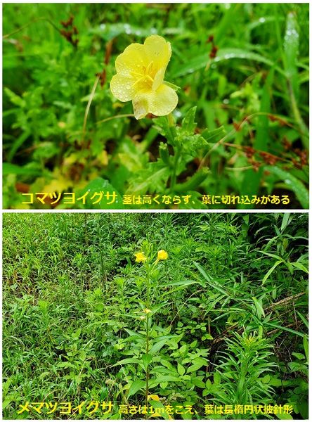 みんな雑草ですが黄色い綺麗な花が咲き Shonanさんの山歩き 5 7月 のアルバム みんなの趣味の園芸 Id