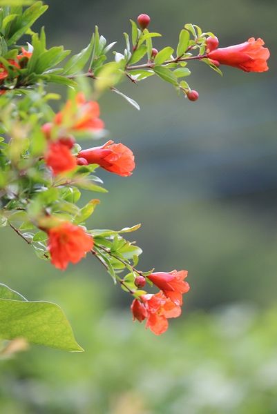 ザクロの写真 みんなの趣味の園芸 Id