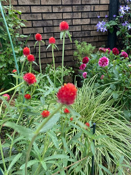 千日紅 ストロベリーフィールズ 冬越 年７月 9月の庭 のアルバム みんなの趣味の園芸
